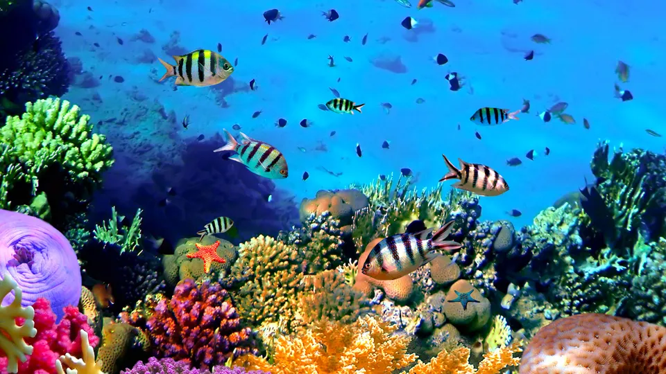 Grande Barriera Corallina